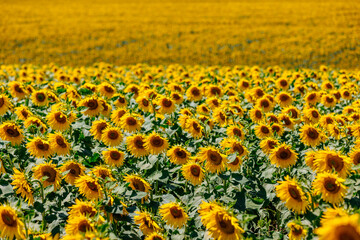 Sunflowers growing in agricultural fields during the season. Concept agribusiness and cultivated crop production