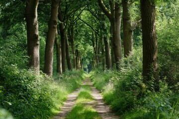 Naklejka premium Forest path leading through tall trees in the Netherlands nature green outdoors.