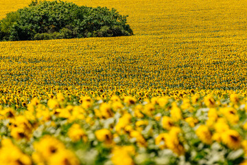 Endless rows of blooming sunflowers stretch across the landscape. Concept agribusiness, crop...