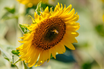 Naklejka premium Close-up of a bee collecting nectar from a sunflower blossom. Concept pollination, agriculture, and food chain