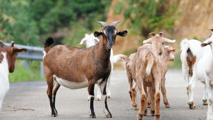 Fototapeta premium The cute goats staring at me on the road