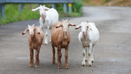 The cute goats staring at me on the road