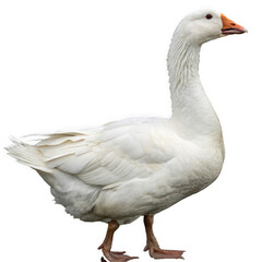 Photo of a white goose stands gracefully isolated on a transparent background