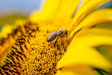 A honey bee gathers pollen from a sunflower in full bloom. Concept summer season, hard work, and connection to nature
