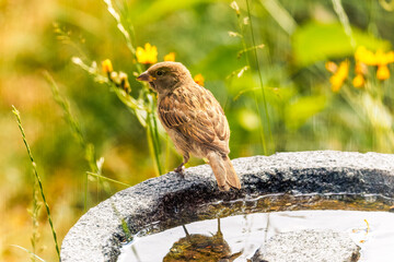 House sparrow