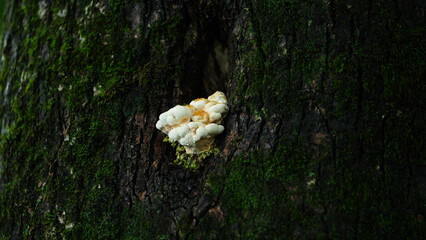 The mushroom growing on the trunk of the tree in the rainy day