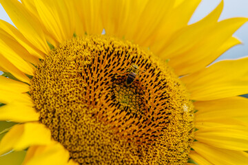 A honey bee collects pollen on a sunflower in bright sunlight. Concept nature, pollination, and harmony with the environment