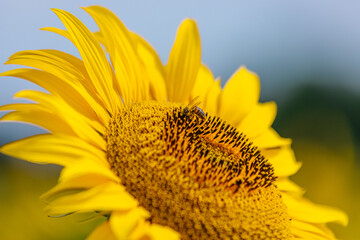 Sunflowers growing in agricultural fields during the season. Concept agribusiness and cultivated crop production