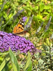 Schmetterling Distelfalter auf violetter Flieder Blume