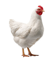 A healthy white chicken stands proudly, isolated on transparent background, displaying its clean plumage and bright red comb