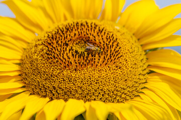 A honey bee collects pollen on a sunflower in bright sunlight. Concept nature, pollination, and harmony with the environment