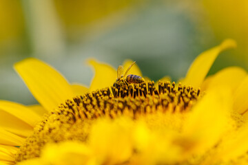 Sunflowers growing in agricultural fields during the season. Concept agribusiness and cultivated crop production