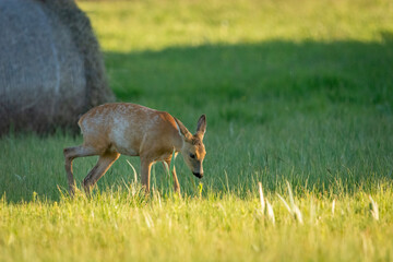 A young roe deer walks through the meadow