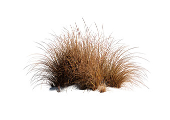 Close-up of a tuft of dried grasses, light brown and tan in color, with fine, spiky blades radiating outward