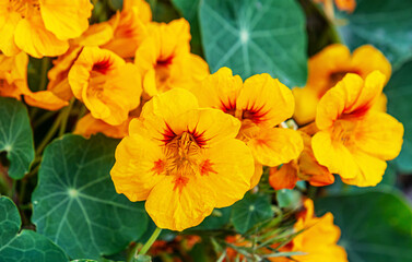 floral background of nasturtium flower on a flowerbed in a park close up shallow depth of field