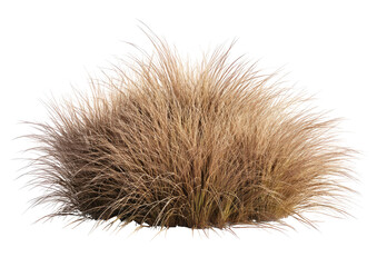 Fluffy, light brown ornamental grass clump