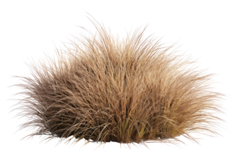Fluffy, light brown ornamental grass clump