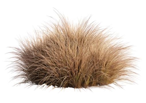 Fluffy, light brown ornamental grass clump