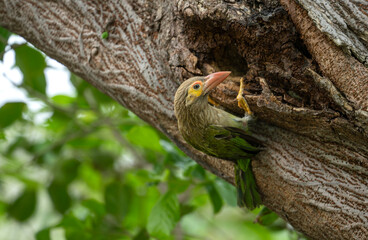Colorful Brown headed barbet bird perched in a tree cavity, showcasing tropical wildlife.