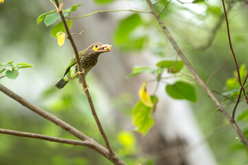 Brown-headed barbet 