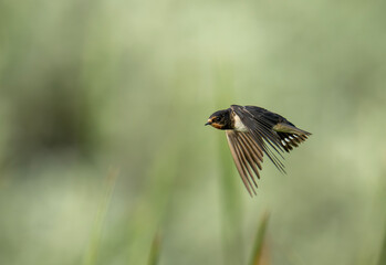 A Barn swallow soars above a blurred waterside.