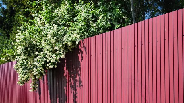Branches of flowering jasmine hanging over a burgundy metal profile fence.