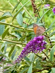 Schmetterling Kleines Wiesenv&ouml;gelchen sitzt auf Flieder Pflanze