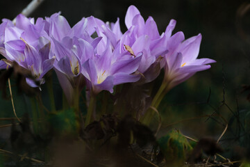 Bright purple crocuses in autumn time garden