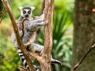 Ring-Tailed Lemur Clings to Tree