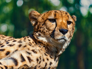Cheetah Gazes Calmly