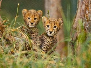 Cheetah Cubs Peeking Through Grass © Steam Cone Story