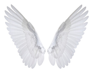 Obraz premium Angel wings isolated on transparent background