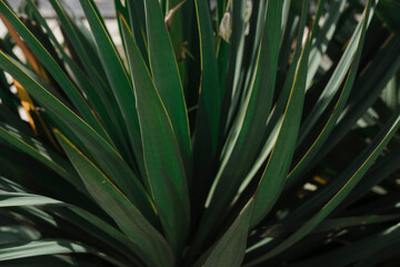 Fototapeta premium yucca outdoor plant huge spiky leaves