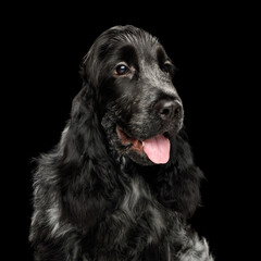 A playful black English cocker spaniel is comfortably sitting against a solid black background, with its tongue playfully hanging out, looking joyful