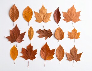 A collection of dried autumn leaves 