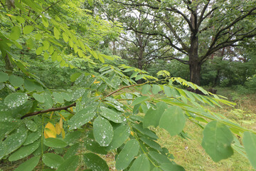 Close-up of lush green leaves with a forest backdrop