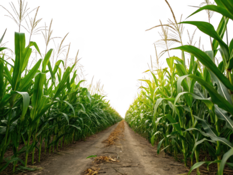 Green corn field pathway leading into darkness isolated on transparent background