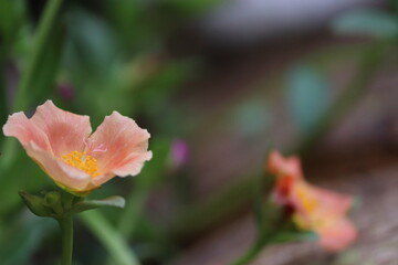 Delicate Light Pink Portulaca Flower Blooming in Garden - Beautiful Macro Nature Video Loop	