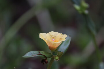 Delicate Yellow Portulaca Flower Blooming in Garden - Beautiful Macro Nature 