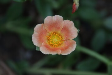 Delicate Light Pink Portulaca Flower Blooming in Garden - Beautiful Macro Nature Video Loop