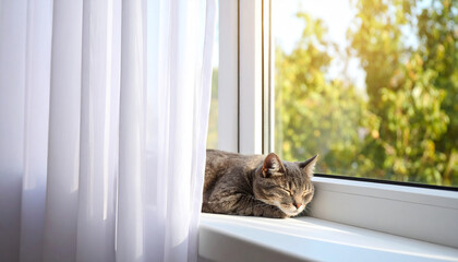 Sleeping gray cat stretched out on a long windowsill with sheer curtains