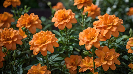 Watering vibrant orange flowers in sunny garden during summer