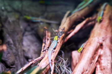 Yellow-headed lizard on natural wood
