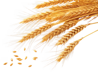 Golden wheat stalks and grains isolated on transparent background