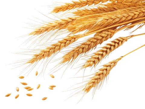 Golden wheat stalks and grains isolated on transparent background