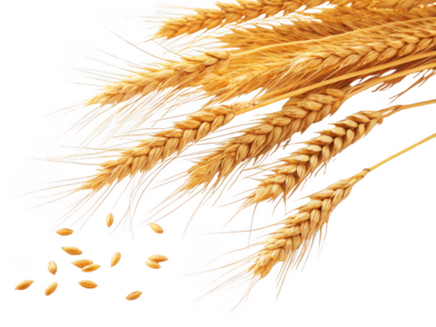 Golden wheat stalks and grains isolated on transparent background