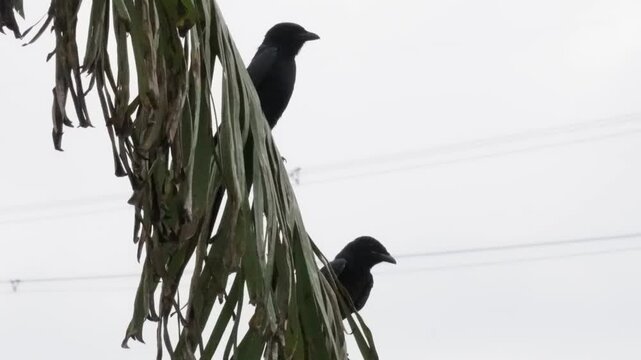 Two drongo birds are perching on a banana leaf