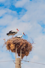 Fototapeta premium Storks in nest. Two storks standing on large nest built atop utility pole against blue sky. Concept of family, home, wildlife adaptation