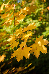 Vibrant close-up of colorful autumn leaves with soft bokeh background, perfect for fall season themes, nature, cozy concepts, backgrounds, and seasonal marketing.
