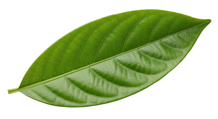 Isolated Leaf Green Tropical Simple